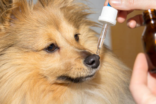 CBD Oil for Dogs with Separation Anxiety: Does It Work? 2 image 2